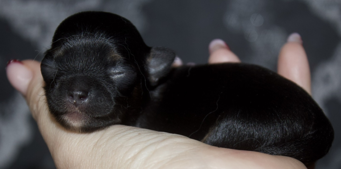 Chiot N°1 - Chihuahua