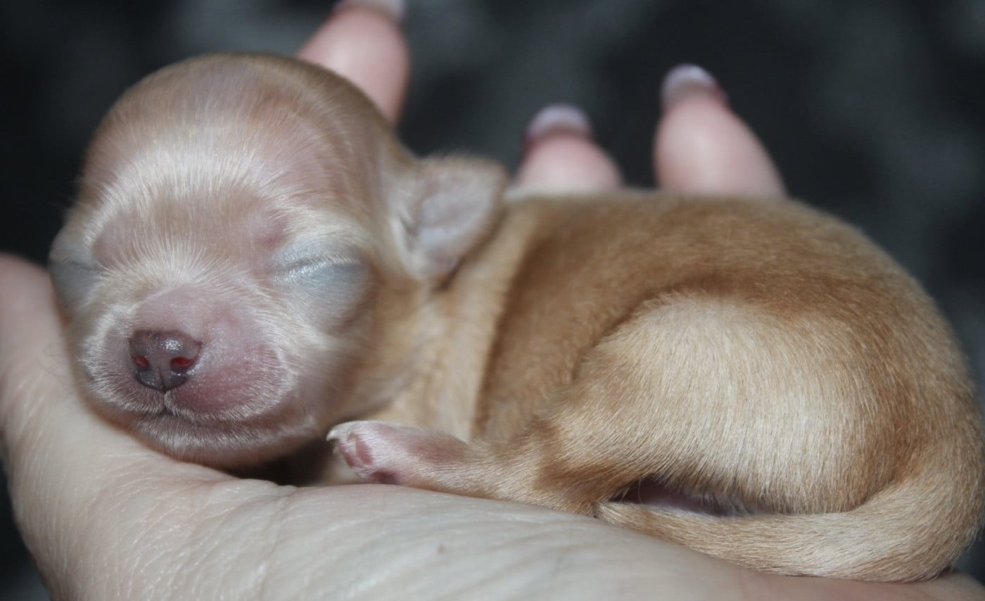 Chiot N°2 - Chihuahua