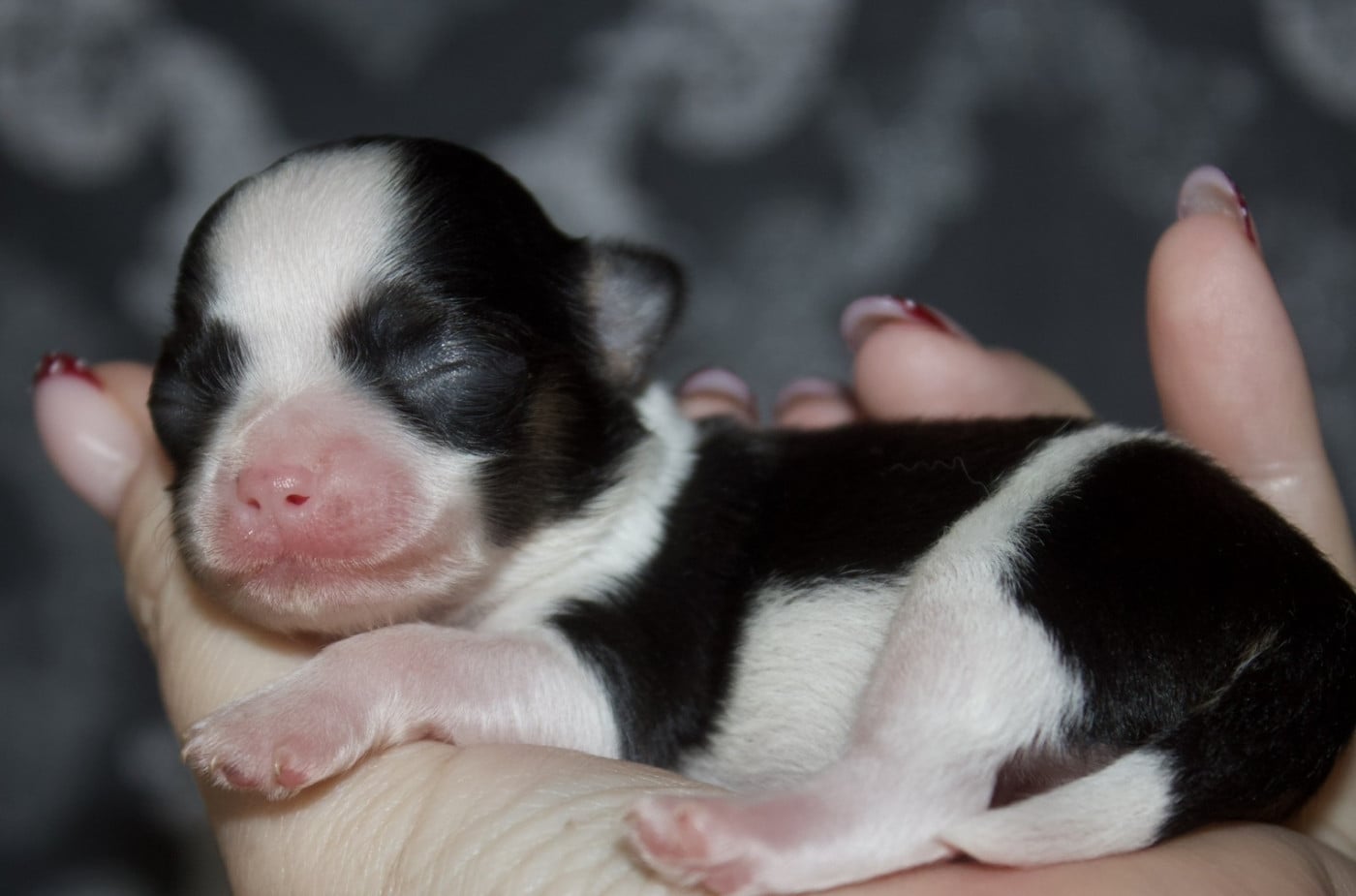 Chiot N°3 - Chihuahua