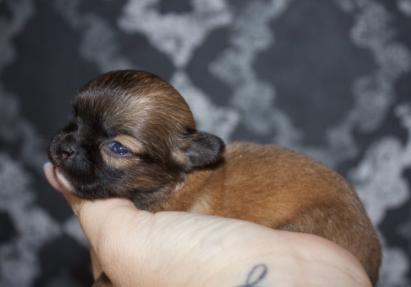 Chiot N°3