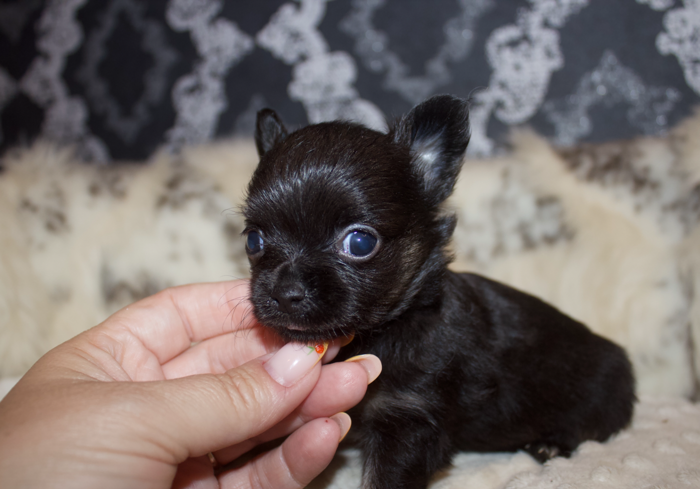 Chiot N°2