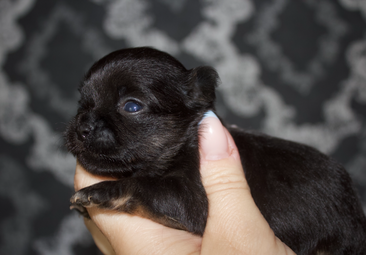 Chiot N°2