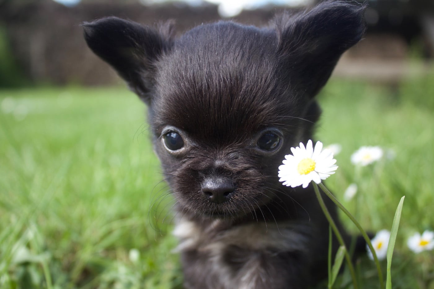 Chiot N°2