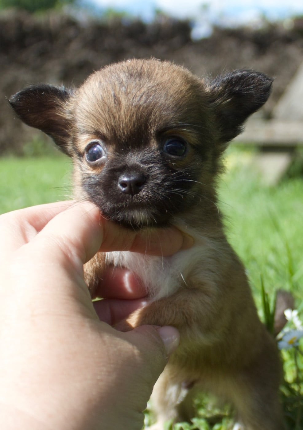 Chiot N°3