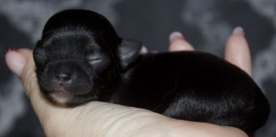 Les chiots de Chihuahua