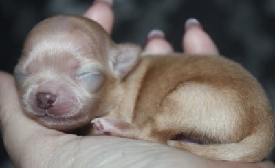 Chiot N°2 - Chihuahua