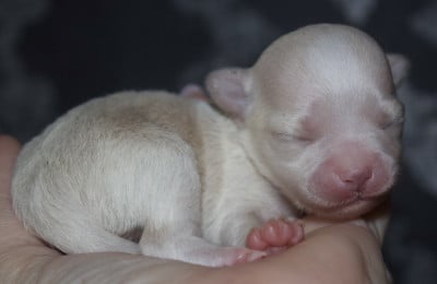 Chiot N°4 - Chihuahua