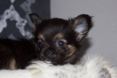 Les chiots de Chihuahua