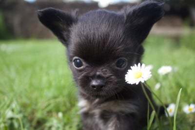 Les chiots de Chihuahua