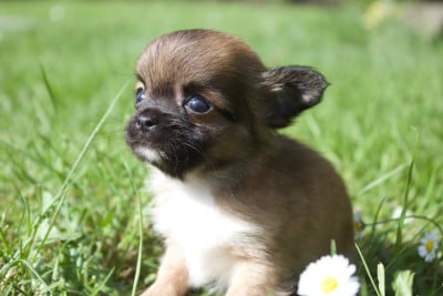 Les chiots de Chihuahua