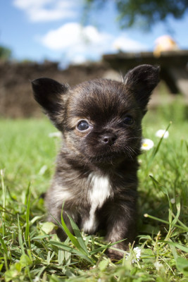 Les chiots de Chihuahua