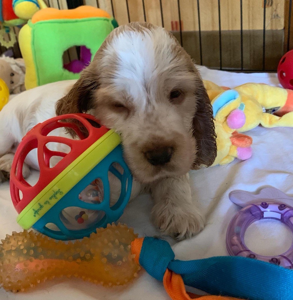 Plume La Princesse Des Merveilles De Gaya