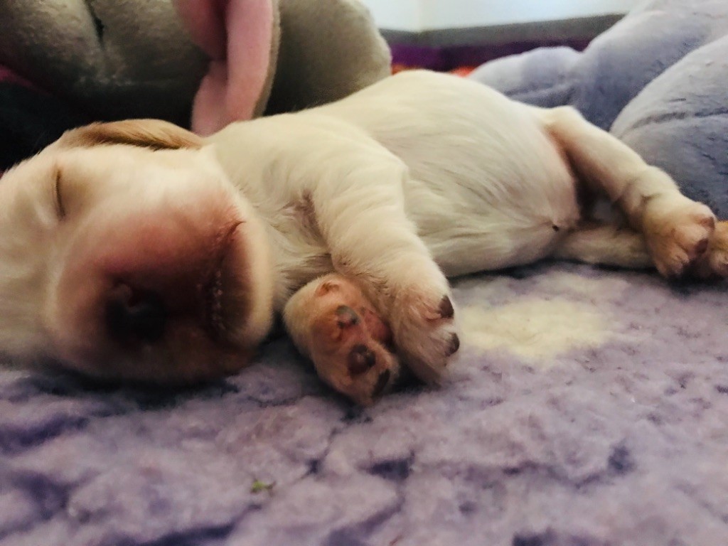 Plume La Princesse Des Merveilles De Gaya