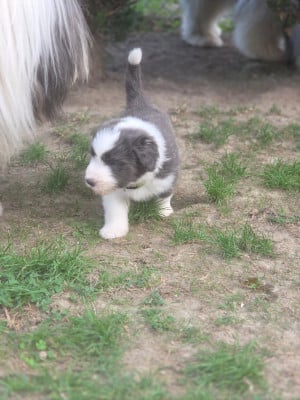 Chiot N°1 - Bearded Collie