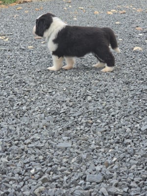 Couleur Bleu pan Blanc - Bearded Collie