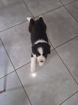 Les chiots de Bearded Collie
