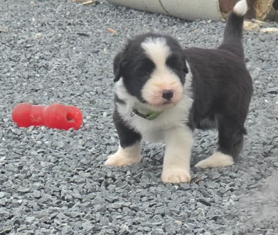Chiot N°4 - Bearded Collie