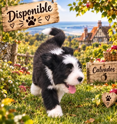 Les chiots de Bearded Collie