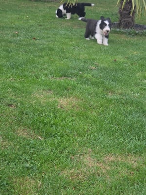 Les chiots de Bearded Collie