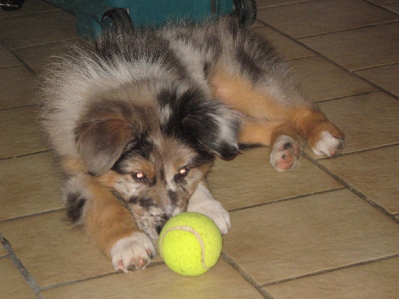 Auteur : Elevage De Loarwenn