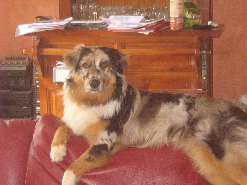 Auteur : Elevage De Loarwenn