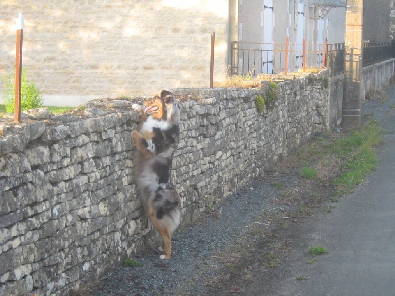 Auteur : Elevage De Loarwenn