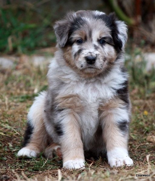 Auteur : Elevage De Loarwenn