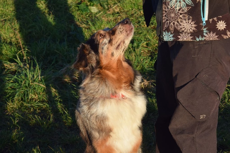 Auteur : Elevage De Loarwenn