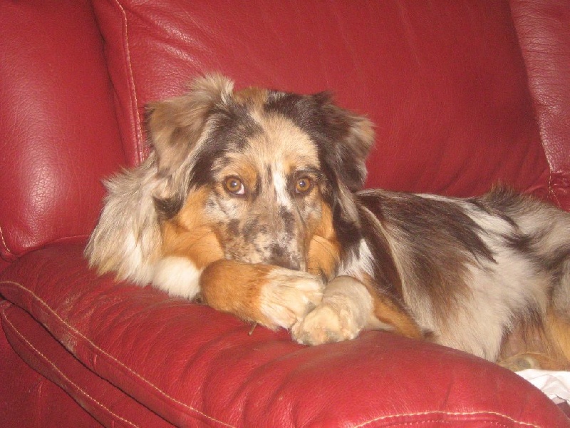 Auteur : Elevage De Loarwenn