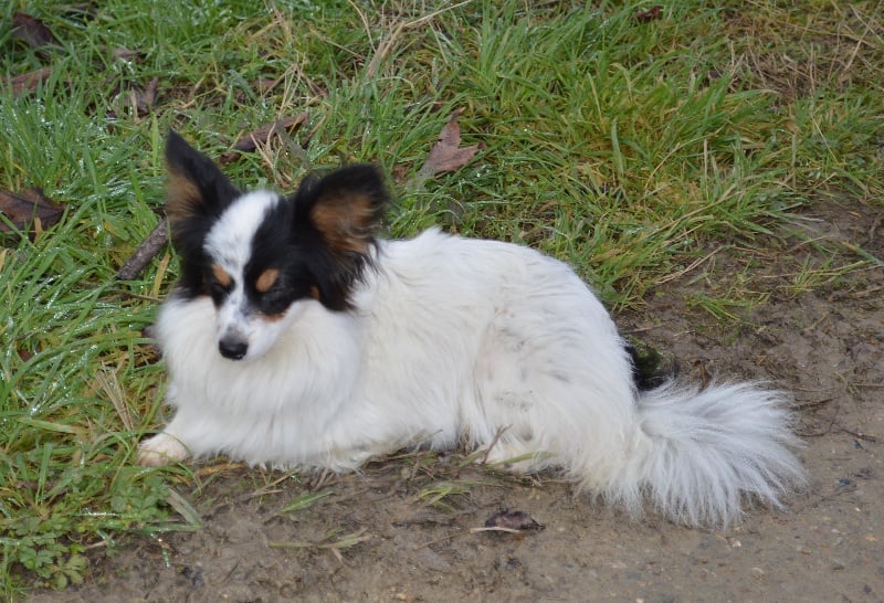 Joli coeur Du Royaume Des Licornes