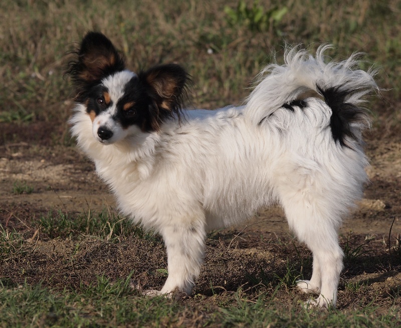 Joli coeur Du Royaume Des Licornes