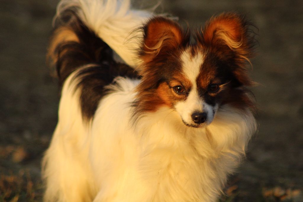 Publication : Du Royaume Des Licornes Auteur : jumeaux arore