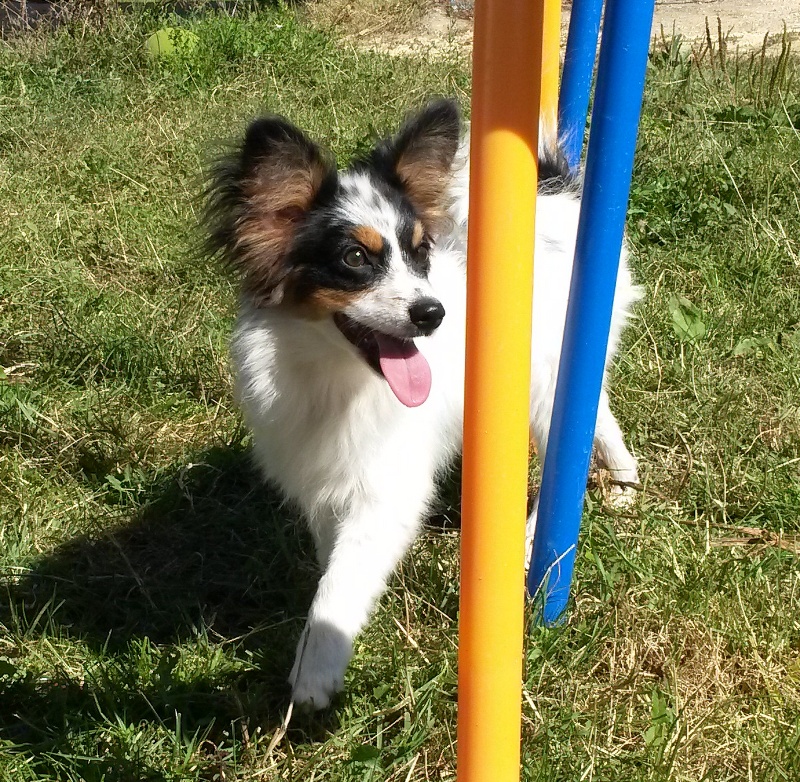 Joli coeur Du Royaume Des Licornes