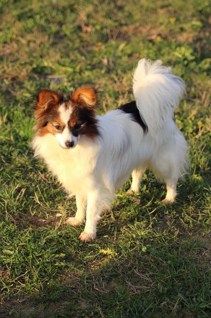 Publication : Du Royaume Des Licornes Auteur : jumeaux arore