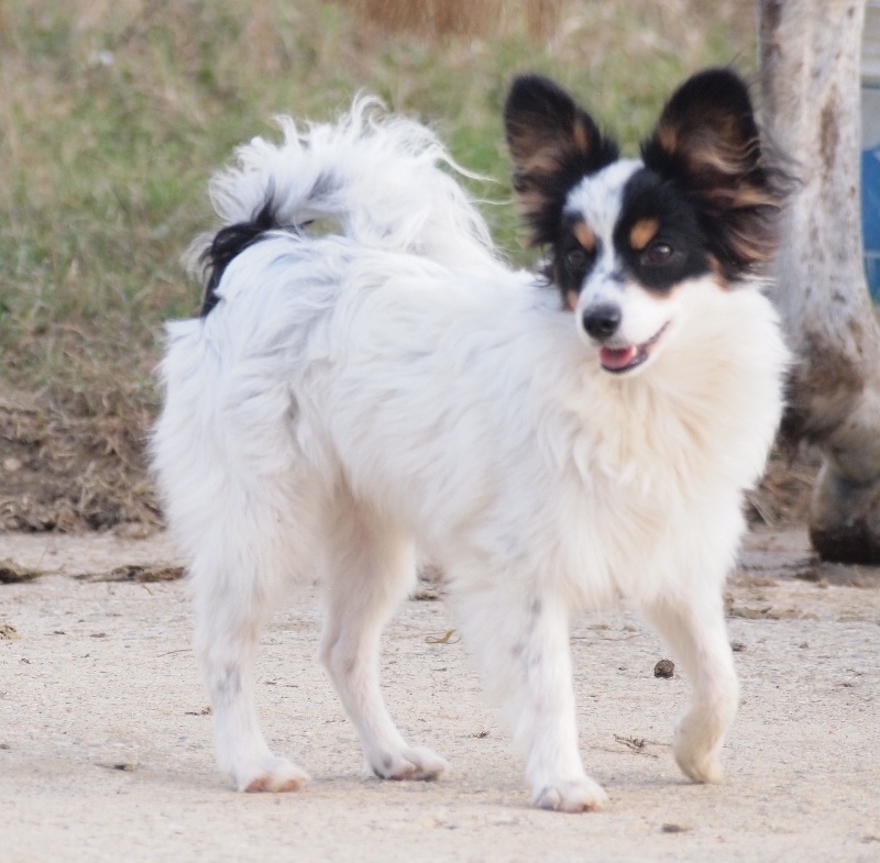 Joli coeur Du Royaume Des Licornes