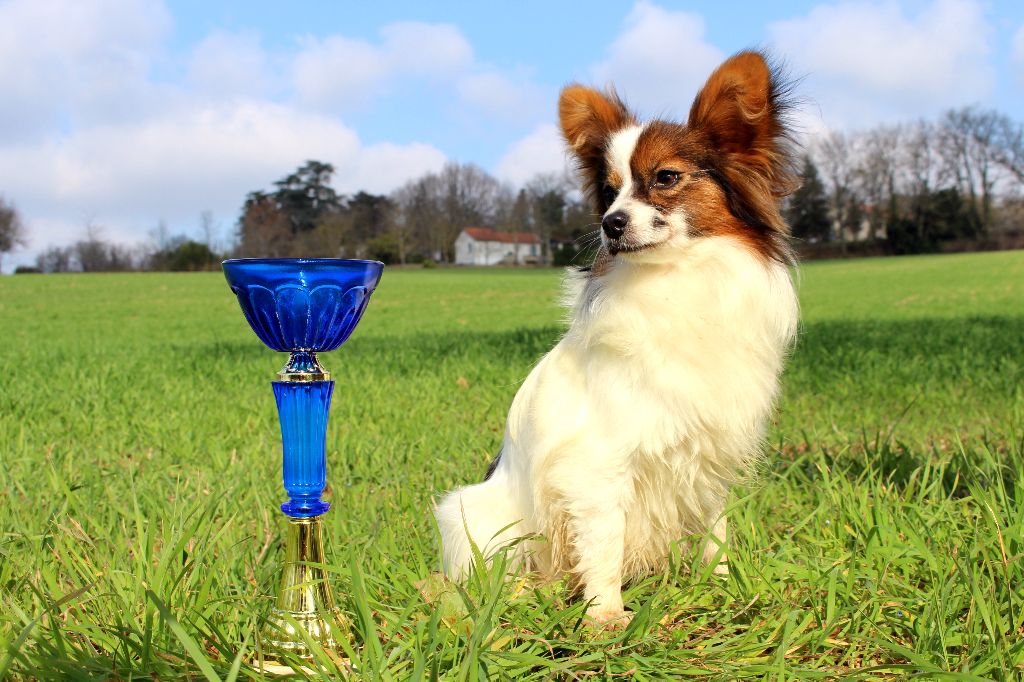 Publication : Du Royaume Des Licornes Auteur : jumeaux arore