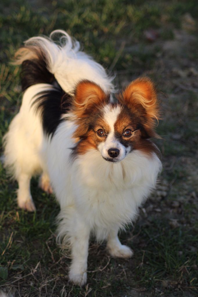 Publication : Du Royaume Des Licornes Auteur : jumeaux arore