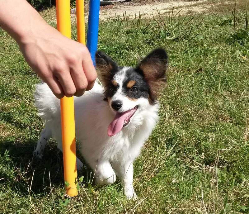 Joli coeur Du Royaume Des Licornes