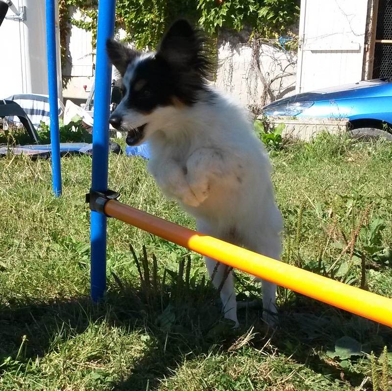 Joli coeur Du Royaume Des Licornes