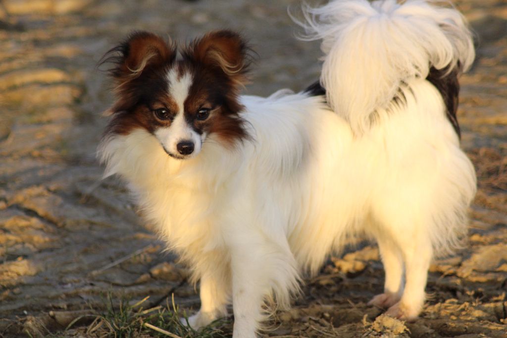 Publication : Du Royaume Des Licornes Auteur : jumeaux arore