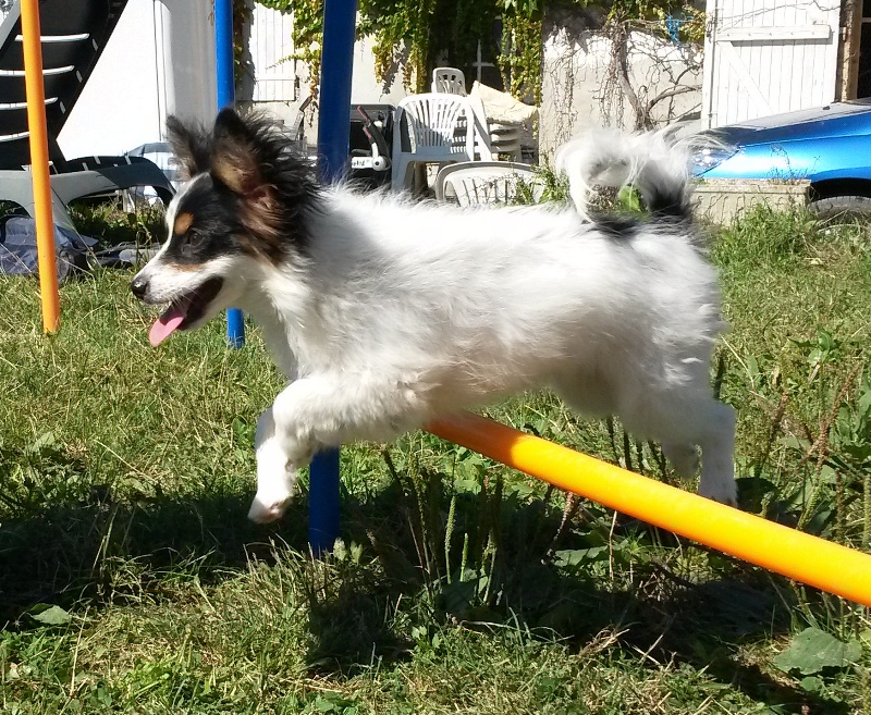 Joli coeur Du Royaume Des Licornes