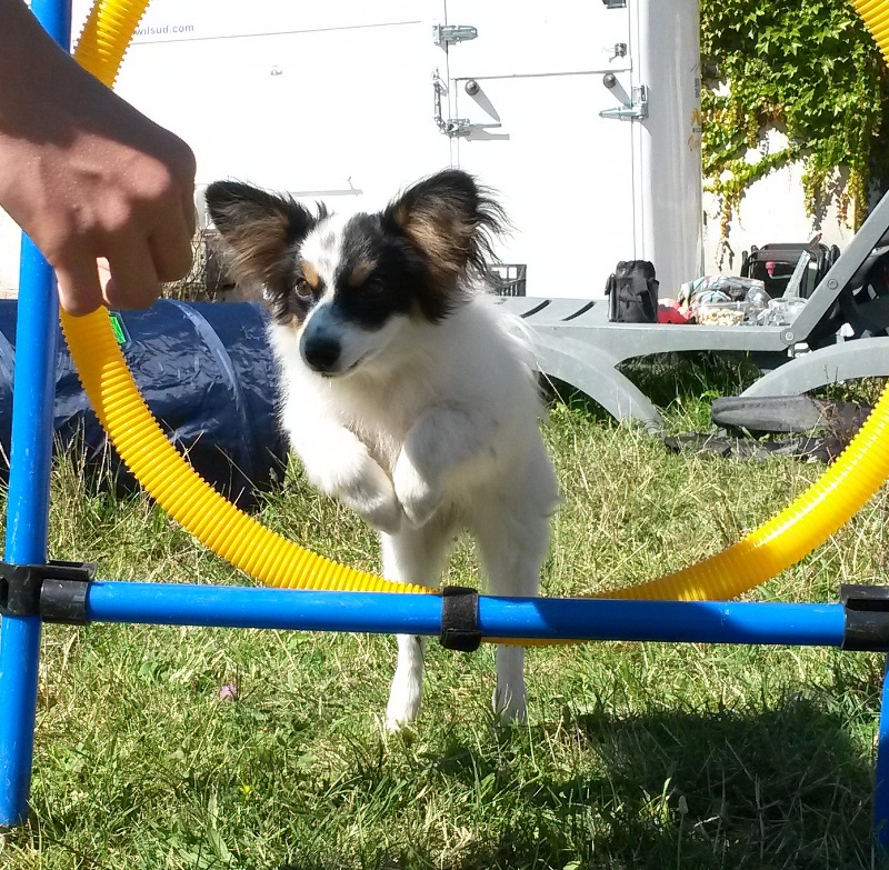 Joli coeur Du Royaume Des Licornes