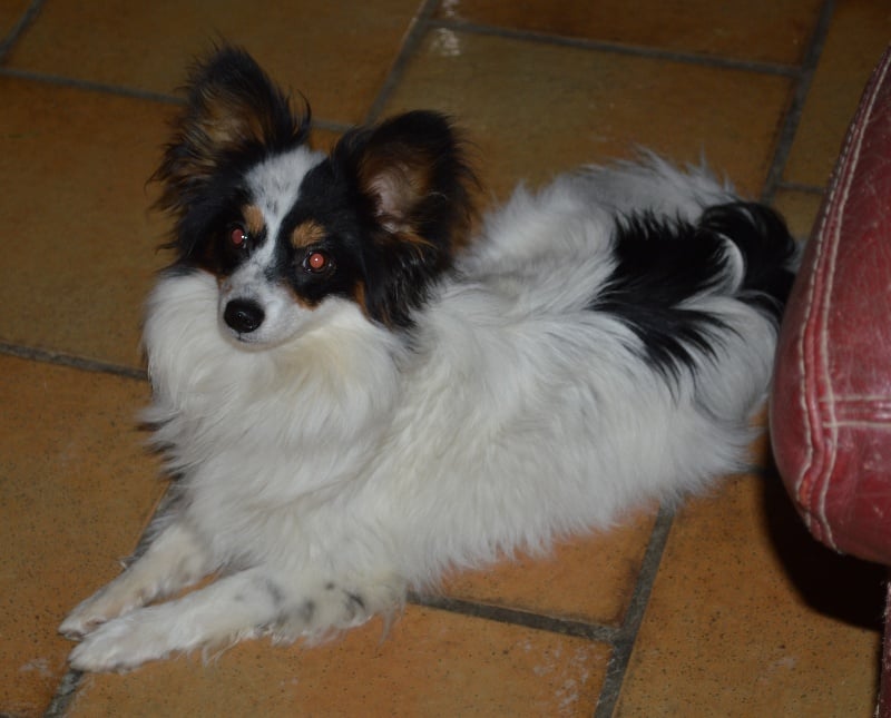 Joli coeur Du Royaume Des Licornes