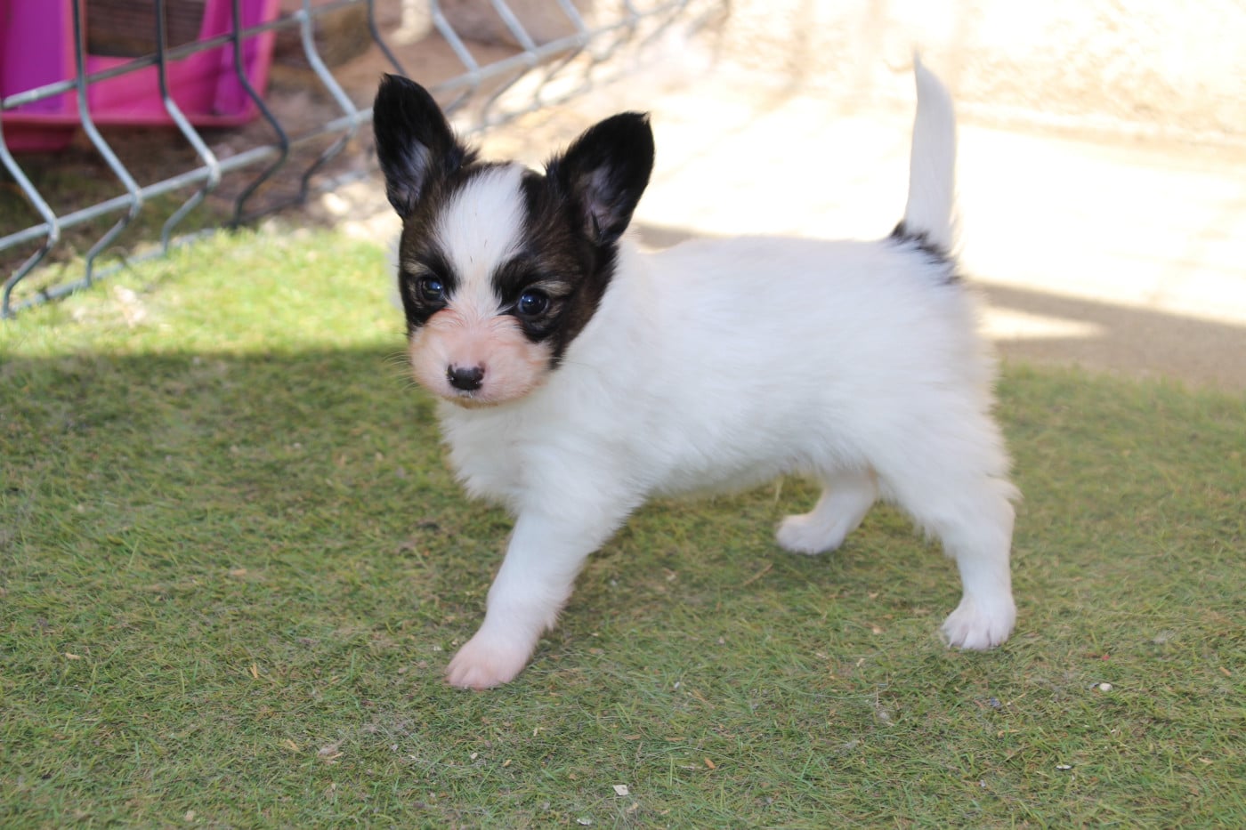 bambi - Epagneul nain Continental (Papillon)