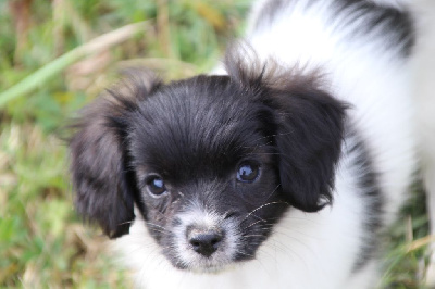 Les chiots de Epagneul nain Continental (Phalène)