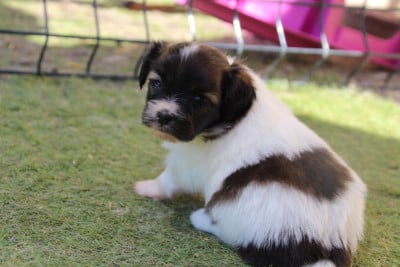 Les chiots de Epagneul nain Continental (Phalène)