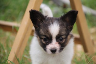 Les chiots de Epagneul nain Continental (Papillon)
