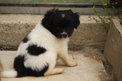 Les chiots de Epagneul nain Continental (Phalène)