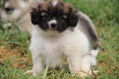Les chiots de Epagneul nain Continental (Phalène)