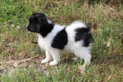 Les chiots de Epagneul nain Continental (Phalène)